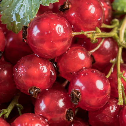 berries